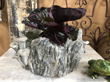 Load image into Gallery viewer, 7&quot; Large Shallow Stump indoor Planter