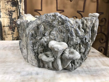 Load image into Gallery viewer, 7&quot; Large Shallow Stump indoor Planter