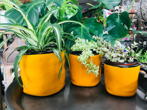 Small Crumpled Look Modern Style Ceramic Planter | Mustard Yellow with Black Edge | Crackle Glaze