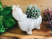 Load image into Gallery viewer, Ceramic Indoor Hippo Planter | Mini Succulent Herb Flower Planter | No Drainage | Hippo Lover&#39;s Gift