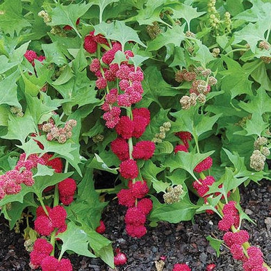 Strawberry Spinach Seeds (Chenopodium capitatum) Must Have