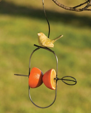 Oriole Bird Fruit feeder