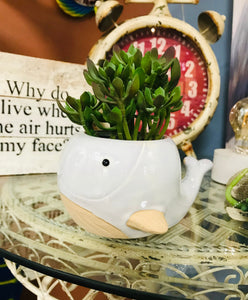 Mini 3” Whale Ceramic Succulent Planter Pot Indoor