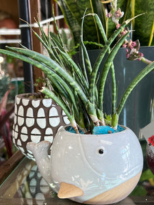 Mini 3” Whale Ceramic Succulent Planter Pot Indoor