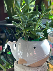 Mini 3” Whale Ceramic Succulent Planter Pot Indoor