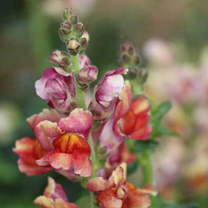 Snapdragon Flower Seeds Mixed Colors and Fragrant