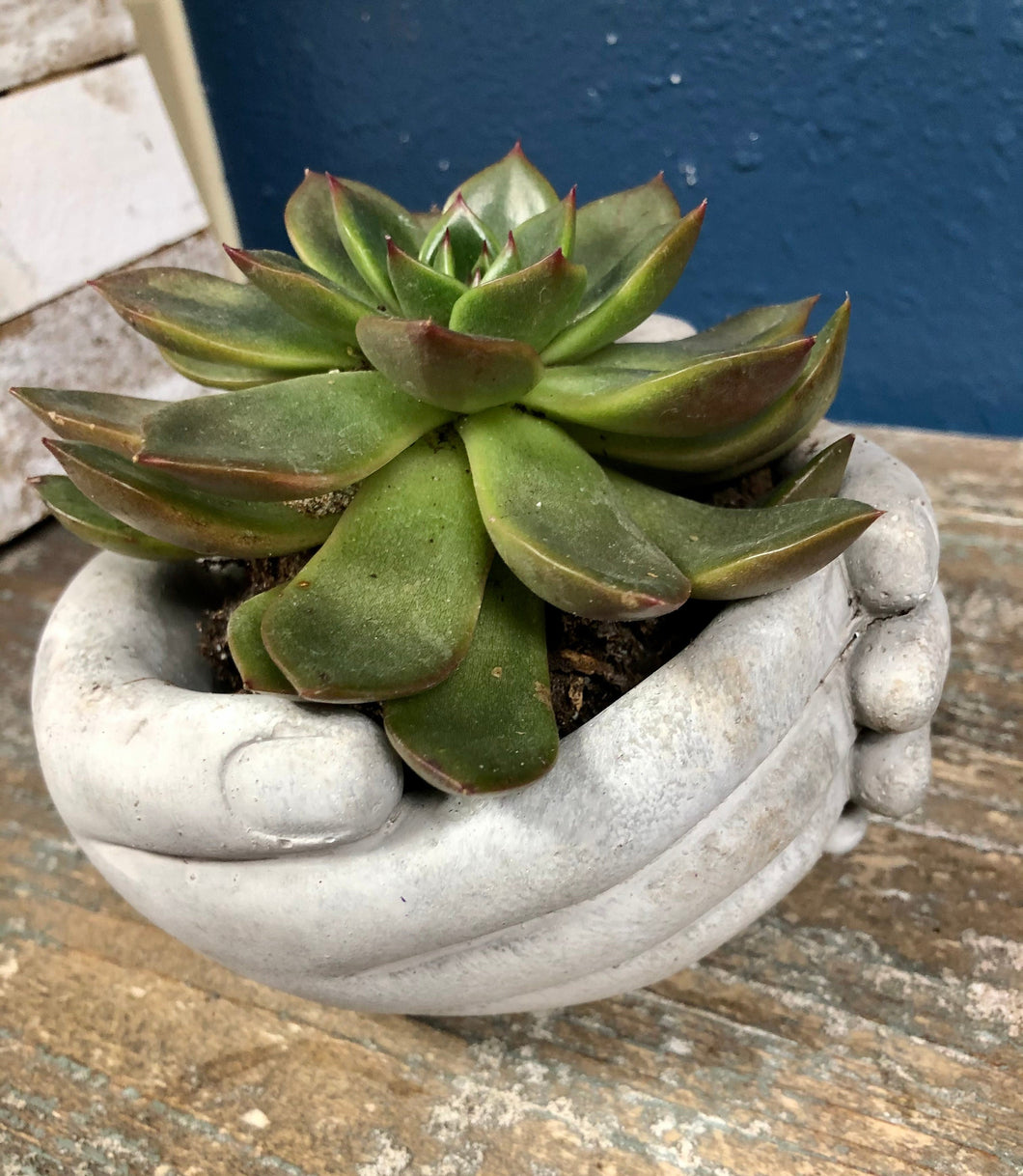 Cement cupped hands planter | hand-shaped flower pot