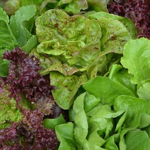 Mixed Loose-Leaf Lettuce Seeds Blend 250 count
