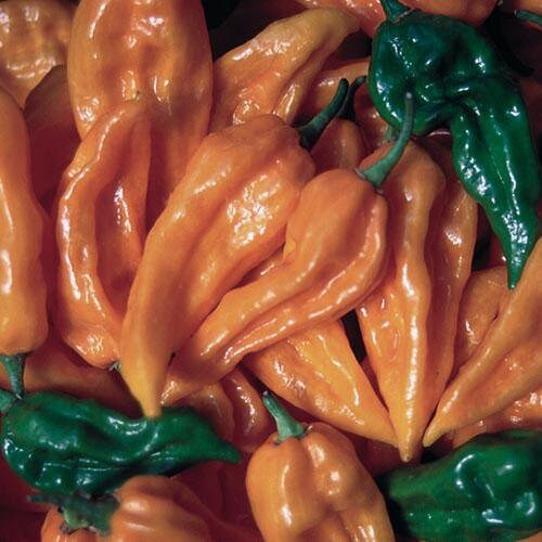 Orange Hot Pepper Seeds | Fatalii Pepper Seeds | Seed Savers | 25 seeds