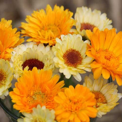 Orange and Yellow Calendula Mix Seeds | Organic Herb Seeds | 250 count