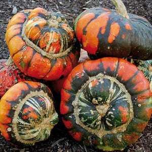 Turk's Turban | Turk's Cap Squash Seeds