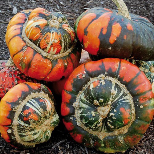 Turk's Turban | Turk's Cap Squash Seeds