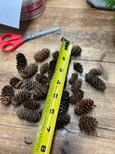 Load image into Gallery viewer, 50 Natural Mini Pinecones Bulk Perfect for DIY Holiday Decor