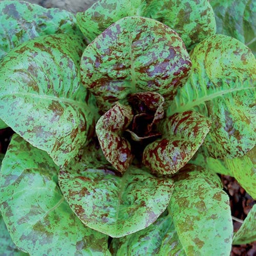 Forellenschluss Romain Seeds | Speckled Trout 500 lettuce seeds