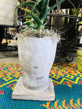 Load image into Gallery viewer, Greek man head full face planter pot unique planter | succulent planter concrete cement indoor outdoor