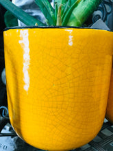 Load image into Gallery viewer, Large Rounded Modern Style Ceramic Planter | Mustard Yellow with Black Edge | Crackle Glaze