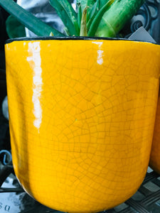 Large Rounded Modern Style Ceramic Planter | Mustard Yellow with Black Edge | Crackle Glaze