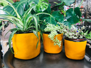 Large Crumpled Look Modern Style Ceramic Planter | Mustard Yellow with Black Edge | Crackle Glaze