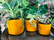 Load image into Gallery viewer, Medium Crumpled Look Modern Style Ceramic Planter | Mustard Yellow with Black Edge | Crackle Glaze