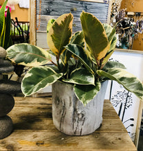Load image into Gallery viewer, Medium Ceramic Birch Bark planter | Nature Inspired | Woodsy 6 Inch