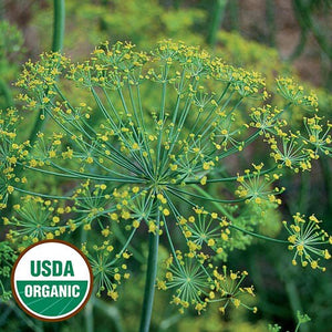 Organic Dill Bouquet Herb seeds