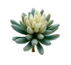 Faux succulent flocked pick green stem | decorative succulent plant stem | hz194