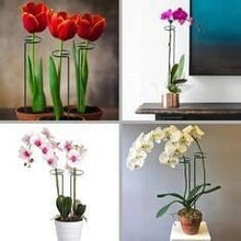 Load image into Gallery viewer, Single stem plant stakes flower supports rings plant support