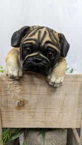 Pug puppy dog lifelike resin indoor outdoor railing, fence or pot hangers  | pug puppy dog lover's gift