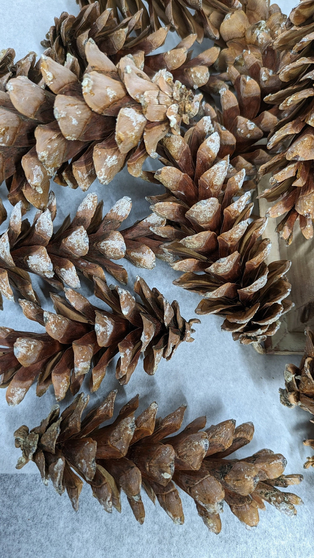 large pine cones from a white pine tree sold in quantities of 20