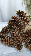 Load image into Gallery viewer, Large Pinecones from White pine for DIY holiday designs