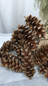 Large Pinecones from White pine for DIY holiday designs