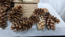 Load image into Gallery viewer, Large Pinecones from White pine for DIY holiday designs
