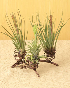 Metal Twisted Wire Triple Air Plant Holder