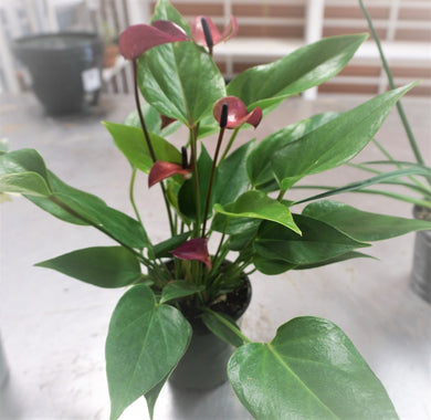 A BLOOMING ANTHURIUM WITH 5 PINK, SLIPPER-TYPE FLOWERS. IT HAS LARGE, HEART-SHAPED, GREEN LEAVES. IT SHOWS ANOTHER LARGE, BLACK CONTAINER AND A BRICK WALL IN THE BACKGROUND.