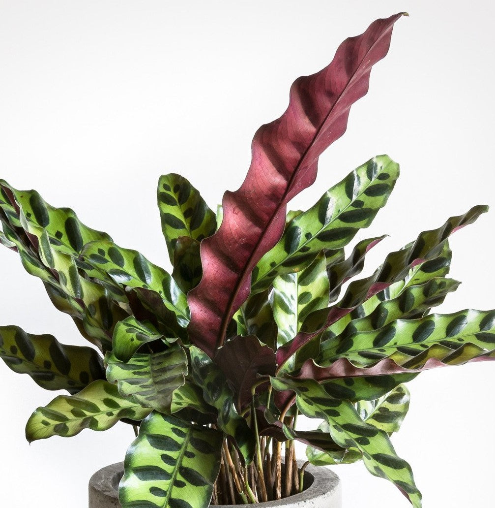 Rattle Snake  Plant Calathea Iancifolia