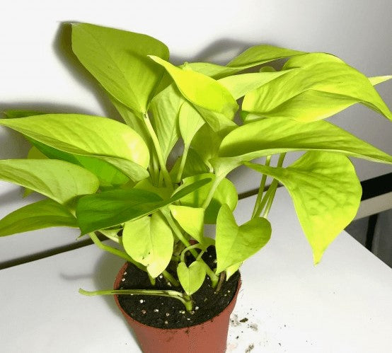 Pothos Neon | Epipremnum aureum 'neon'