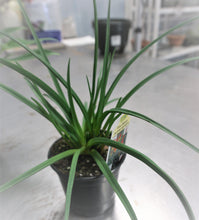 Load image into Gallery viewer, Red Hot Poker Perennial