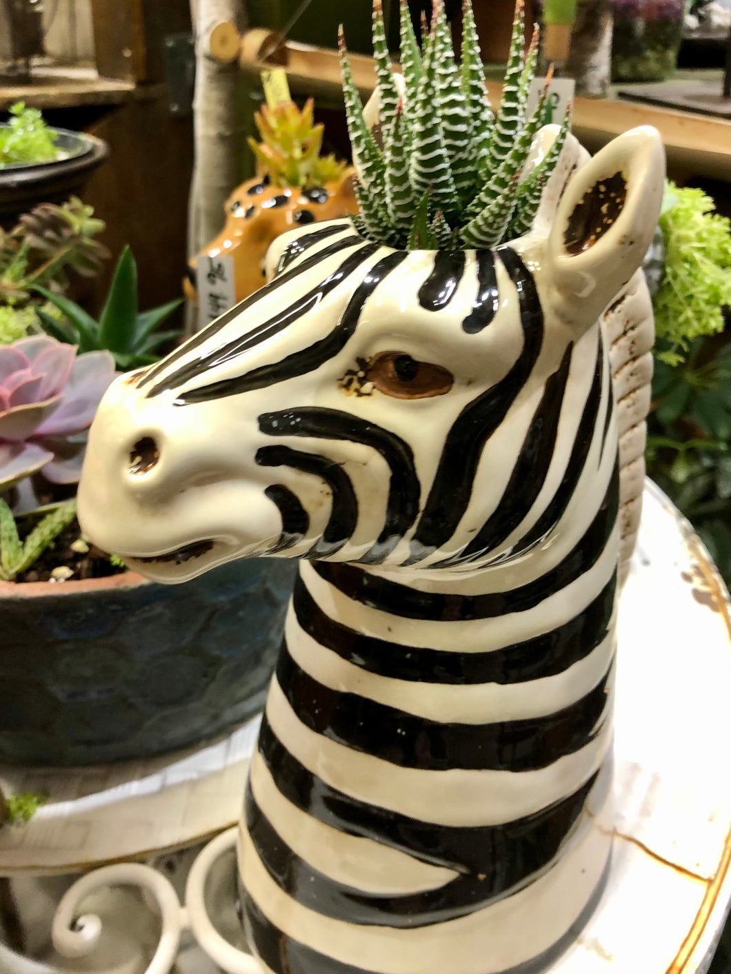 TALL CERAMIC ZEBRA HEAD PLANTER FOR AIR PLANTS OR SUCCULENTS. 9” TALL BY 5.5” WIDE BY 8.5” DEEP WITH OPENING OF 1.5” | NO DRAINAGE | COLORING IS WHITE WITH BLACK STRIPES | DETAILED FACE | HOLDING A GREEN WITH WHITE STRIPES SUCCULENT.
