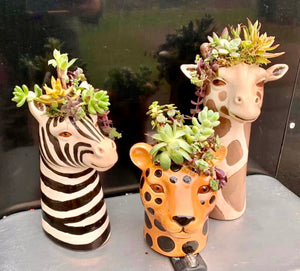 3 TALL CERAMIC ANIMAL HEAD PLANTERS FOR AIR PLANTS OR SUCCULENTS. 9” TALL BY 5.5” WIDE BY 8.5” DEEP WITH OPENING OF 1.5” | NO DRAINAGE | ZEBRA HEAD IS WHITE WITH BLACK STRIPES, GIRAFFE HEAD IS LIGHT TAN WITH BROWN SPOTS, AND LEOPARD HEAD IS DARK TAN WITH BLACK SPOTS | DETAILED FACES | HOLDING SUCCULENTS.