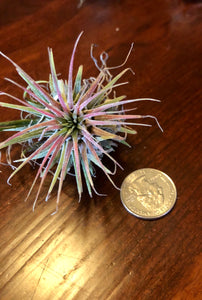 A SMALL, GREEN, AND PURPLE TILLANDSIA IONANTHA AIR PLANT IN A SMALL BLACK CONTAINER. THERE IS A QUARTER NEXT TO IT SHOWING HOW SMALL THE PLANT IS. THEY ARE SITTING ON A DARK BROWN TABLE. THE VARIANT COLORS ARE NATURAL, PEACH, PINK, PURPLE, AND RED.