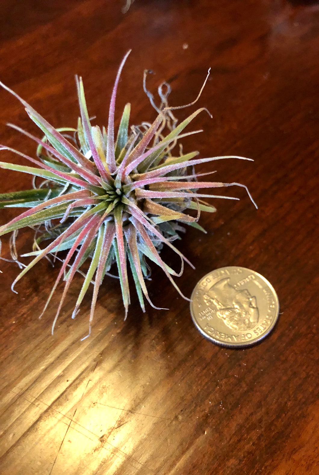 A SMALL, GREEN, AND PURPLE TILLANDSIA IONANTHA AIR PLANT IN A SMALL BLACK CONTAINER. THERE IS A QUARTER NEXT TO IT SHOWING HOW SMALL THE PLANT IS. THEY ARE SITTING ON A DARK BROWN TABLE. THE VARIANT COLORS ARE NATURAL, PEACH, PINK, PURPLE, AND RED.