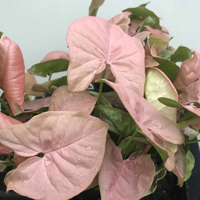 ARROW PLANT | NEON ROBUSTA (PINK) SHOWING ITS PINK AND GREEN LEAVES. A PERENNIAL, CLIMBING VINE THAT IS A GREAT CANDIDATE FOR A HANGING BASKET.
