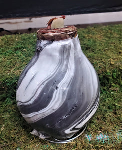 No Water Designer 'Artzoo'  Wax Amaryllis Bulbs