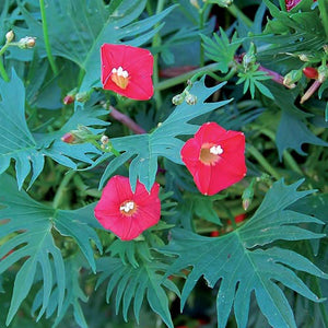 Cardinal Climber Vine Seeds | Red Hummingbird Flowers