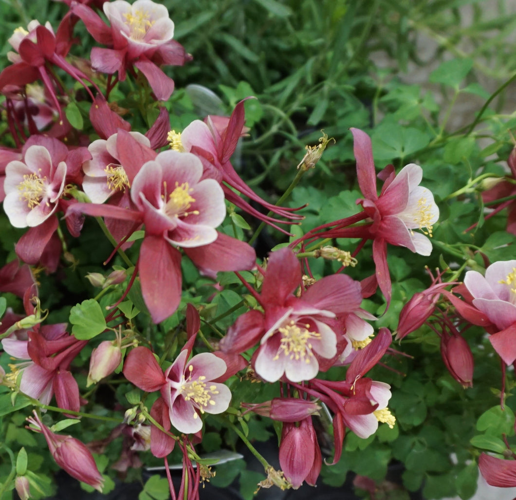 Pink Song Bird Columbine