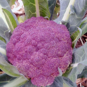 Heirloom Di Sicilia Violetto Purple Cauliflower Seeds 100 count