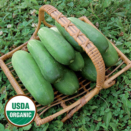 Basket of nice slicing cucumbers.  Organic the seed double most other cucumber in fruit yield