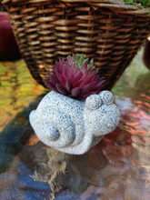 Load image into Gallery viewer, SMALL, TERRA COTTA W/CERAMIC GLAZE, 2 INCH BY 2 INCH, SNAIL PLANTER. SITTING ON GLASS-TOPPED TABLE HOLDING A REDDISH-PURPLE LEAFED SUCCULENT.
