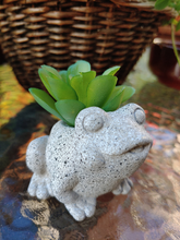 Load image into Gallery viewer, SMALL, TERRA COTTA W/CERAMIC GLAZE, 2 INCH BY 2 INCH, FROG PLANTER. SITTING ON GLASS-TOPPED TABLE HOLDING A MEDIUM GREEN LEAFED SUCCULENT.