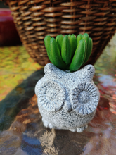 Load image into Gallery viewer, SMALL, TERRA COTTA W/CERAMIC GLAZE, 2 INCH BY 2 INCH, OWL PLANTER. SITTING ON GLASS-TOPPED TABLE HOLDING A FAT, SMOOTH LEAFED SUCCULENT.